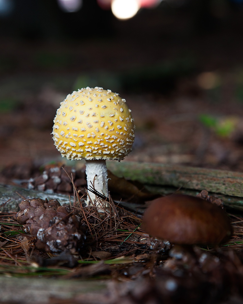 Mushrooms_MG_0090