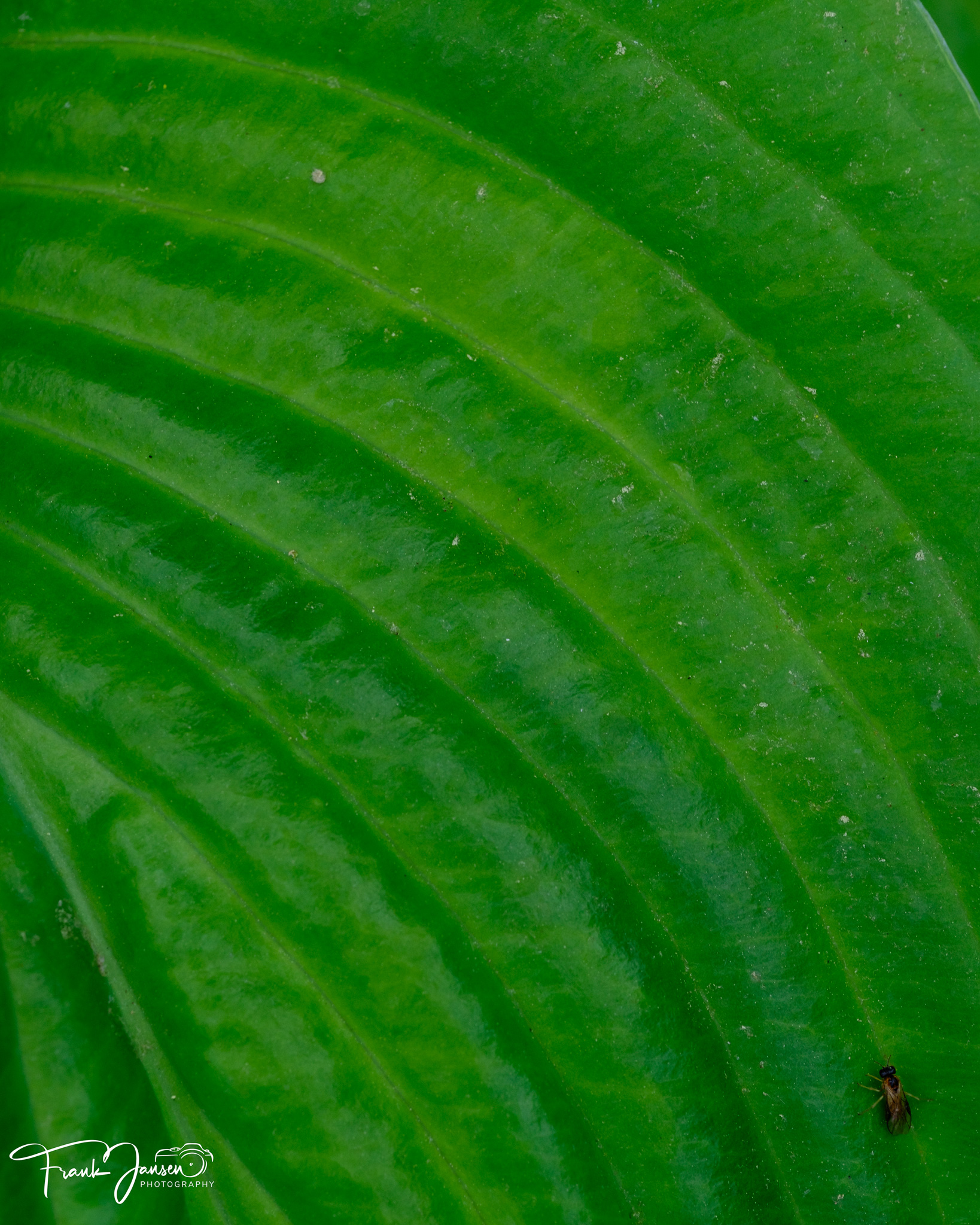 Patterns in Nature – ep. 2
