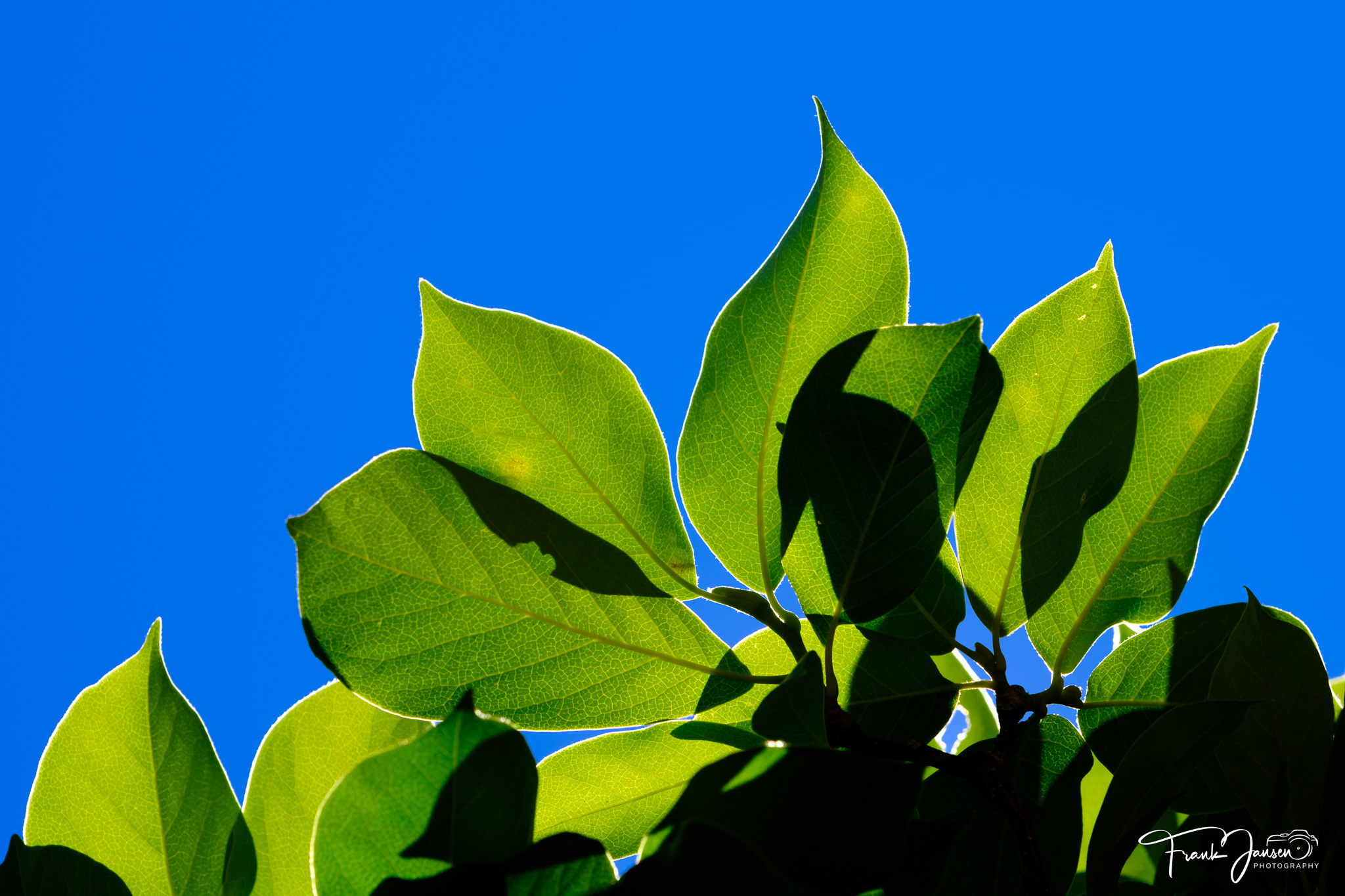 Patterns in Nature – ep. 3